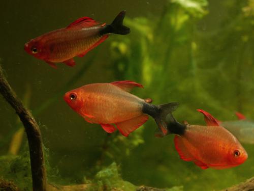 Peppermill Tetra