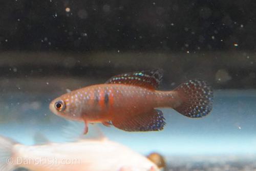 Hypsolebias magnificus