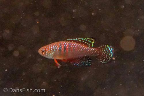 Hypsolebias magnificus