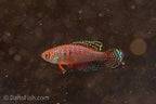 Hypsolebias magnificus
