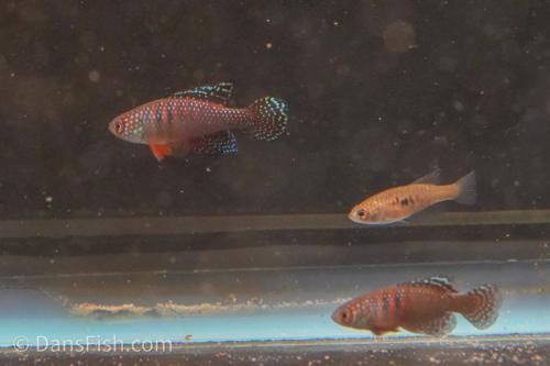 Hypsolebias magnificus