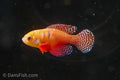 Hypsolebias picturatus