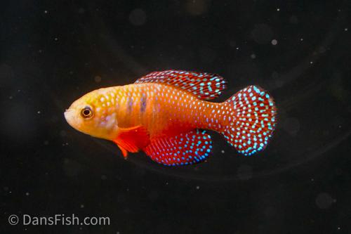 Hypsolebias picturatus