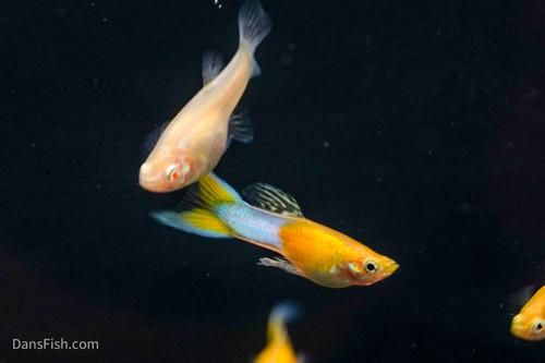 Japan Blue Gold Double Swordtail Guppy