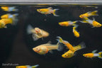 Japan Blue Gold Double Swordtail Guppy