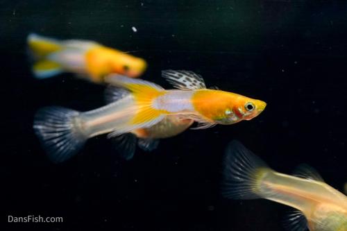 Japan Blue Gold Double Swordtail Guppy