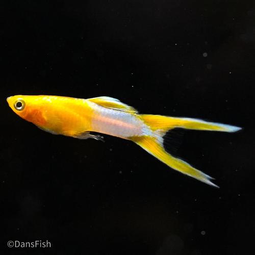 Japan Blue Gold Double Swordtail Guppy