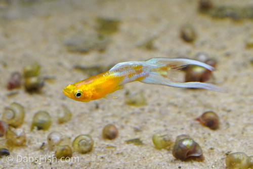 Japan Blue Gold Double Swordtail Guppy