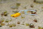 Japan Blue Gold Double Swordtail Guppy