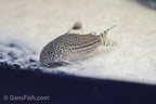 False Julii Cory