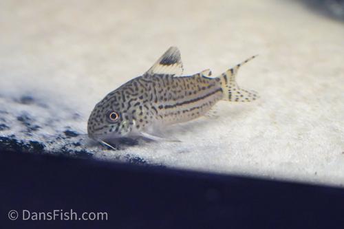 False Julii Cory