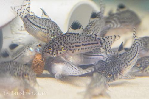 False Julii Cory
