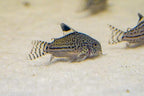 False Julii Cory