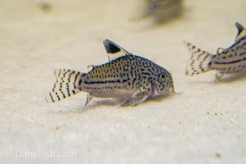 False Julii Cory