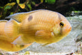 Keyhole Cichlid