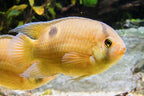 Keyhole Cichlid