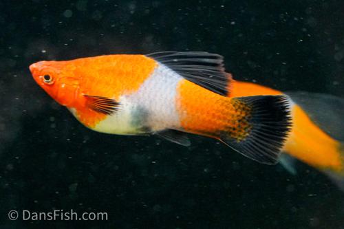 Koi Wag High Fin Swordtail