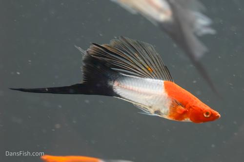 Koi Wag High Fin Swordtail