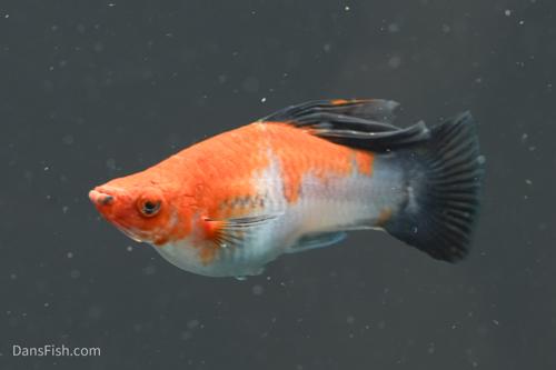 Koi Wag High Fin Swordtail