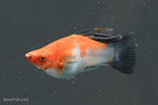 Koi Wag High Fin Swordtail