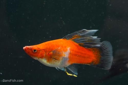 Koi Wag High Fin Swordtail