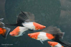 Koi Wag High Fin Swordtail