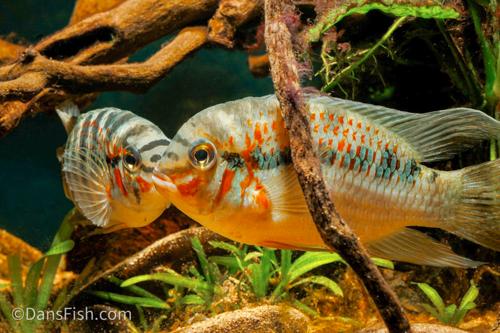 Krobia xinguensis