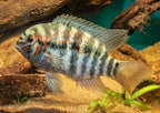 Krobia xinguensis
