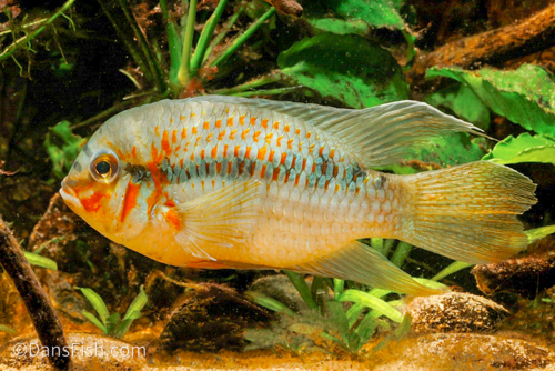 Krobia xinguensis