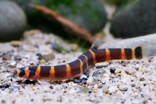 Kuhli Loach