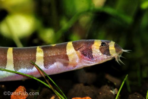 Kuhli Loach