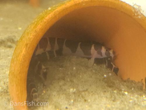 Kuhli Loach