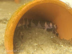 Kuhli Loach