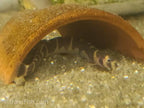 Kuhli Loach