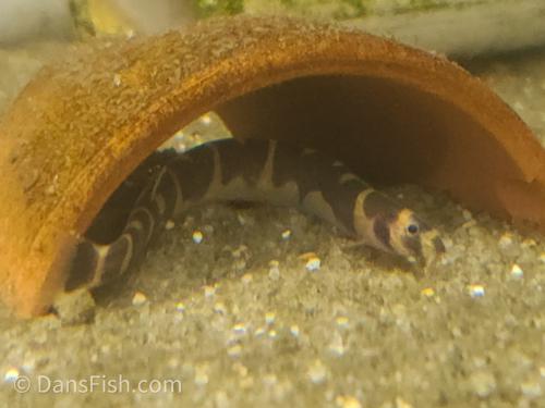 Kuhli Loach