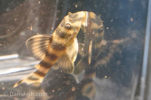 L038 Coral Pattern Pleco