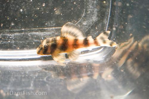 L038 Coral Pattern Pleco