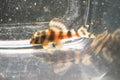 L038 Coral Pattern Pleco