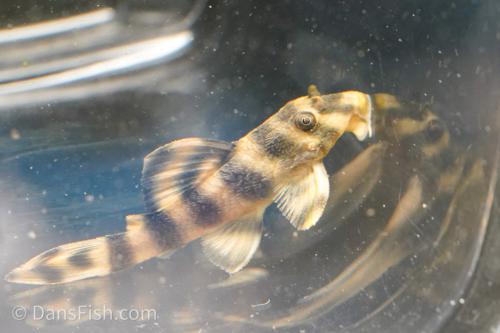 L038 Coral Pattern Pleco