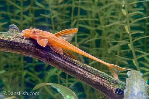 L10A Red Lizard Whiptail Catfish