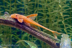L10A Red Lizard Whiptail Catfish