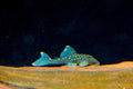 L128 Blue Phantom Pleco