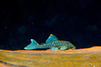 L128 Blue Phantom Pleco
