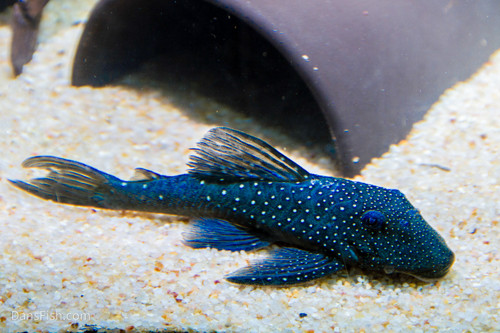 L128 Blue Phantom Pleco