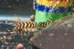 L134 Leopard Frog Pleco