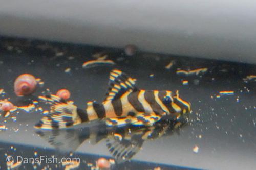 L134 Leopard Frog Pleco