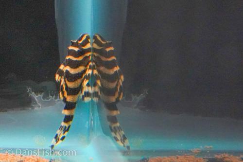 L134 Leopard Frog Pleco