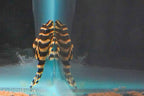 L134 Leopard Frog Pleco