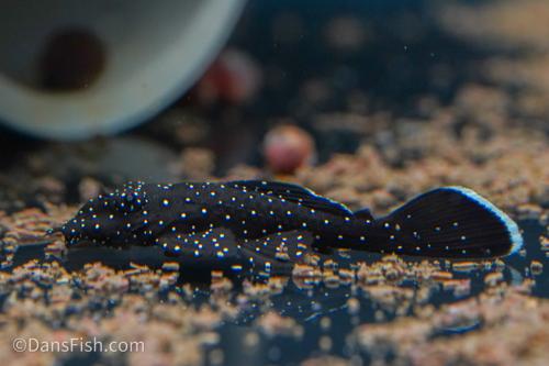 L181 Peppermint Bushynose Pleco