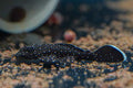 L181 Peppermint Bushynose Pleco